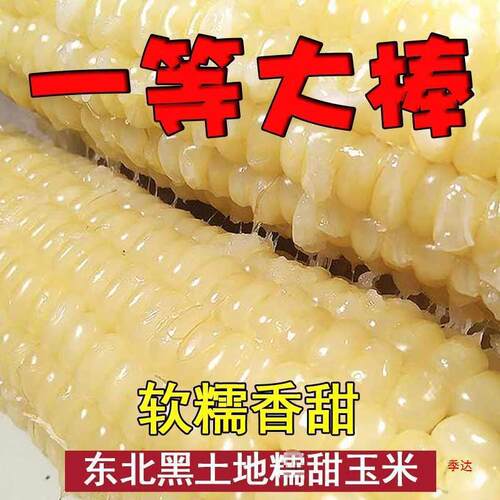 大棒新货东北新鲜甜糯玉米棒粘玉米速冻一等棒好吃软糯香