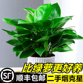 铂金钻盆栽植物绿萝箩，水培绿植发财树花卉多肉，办公室内去吸除甲醛