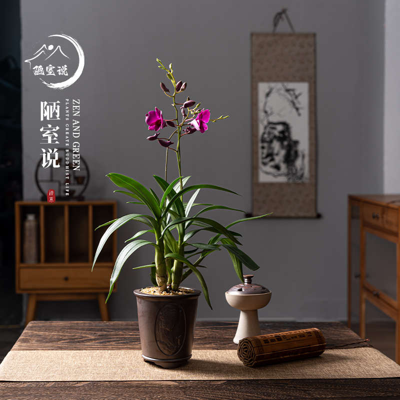 香水石斛兰盆栽室内盆景开花植物花卉兰花绿植桌面带花苞茶桌摆件