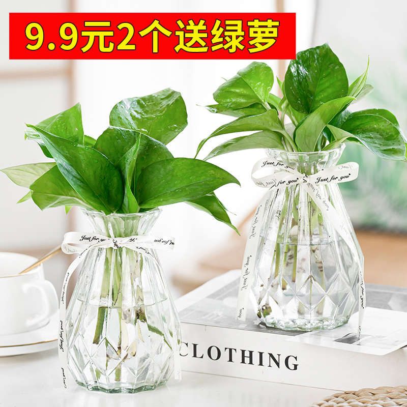 客厅花瓶摆件 透明北欧风ins创意简约水养绿箩玻璃插花水培小器皿