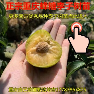 重庆江安空心巫山脆李茵红李凤凰李青脆李脆红李蜂糖李子树苗嫁接