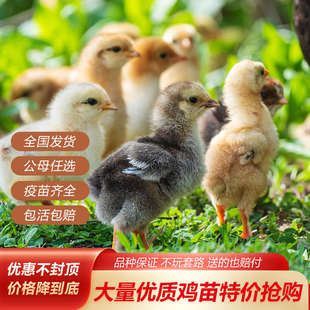 小鸡苗批发五黑鸡三黄鸡苗土鸡苗种蛋青脚麻鸡九斤红脱温鸡苗宠物