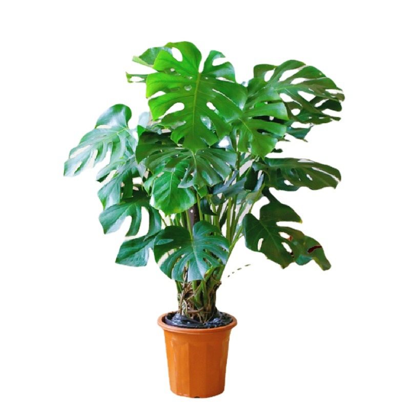 北欧花架客厅植物架花盆架阳台藤编编织篮子套摆设遮丑套高脚落地,鲜花速递/花卉仿真/绿植园艺,大型绿植/成品组合盆栽,淘宝优惠券,粉丝福利购,淘宝优惠卷