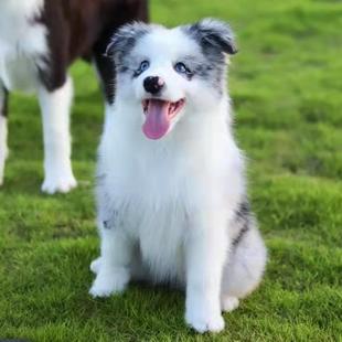 边境牧羊犬幼犬狗狗纯种幼犬陨石色边牧活体宠物狗动物小崽家庭