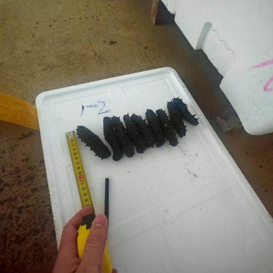 2月10日宁德质押拉缸盐海参5005公斤网络拍卖公告