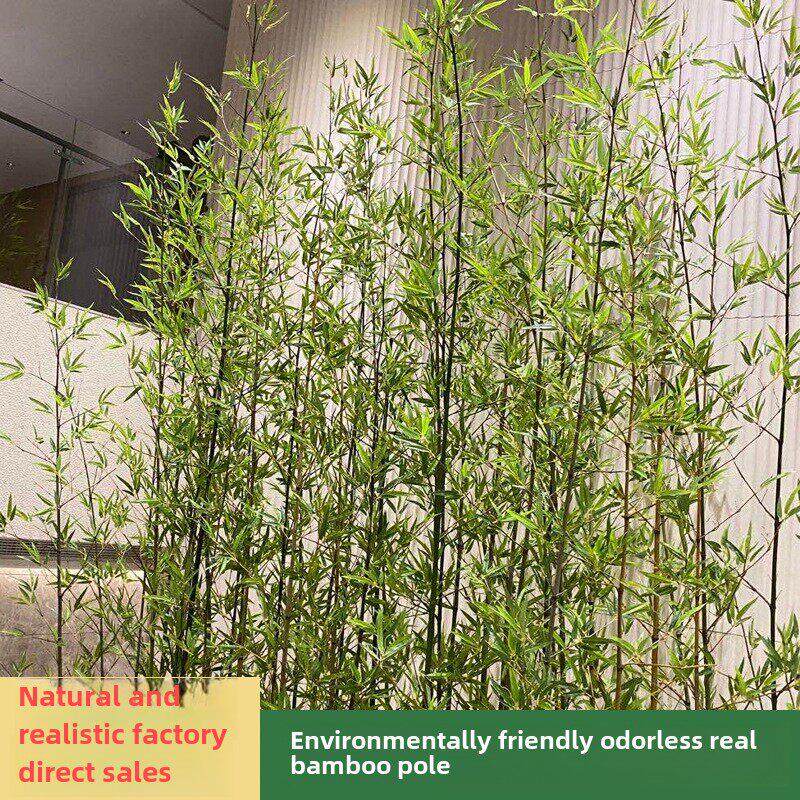 彷真竹子假竹子装饰庭院隔断屏风挡墙造景彷生加密室外绿植毛竹