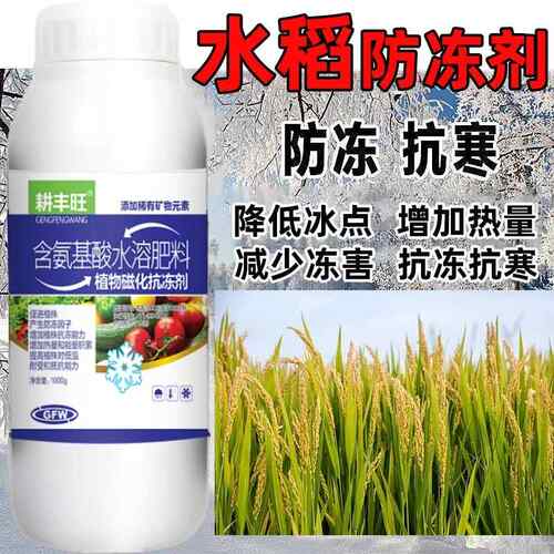 水稻防冻剂水稻防寒抗冻剂水稻专用叶面肥解冻害抗低温水稻防冻液