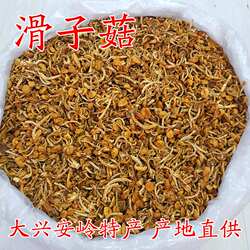 滑子菇大兴安岭滑子蘑东北特产蘑菇产地直供滑子蘑干货 500g包邮