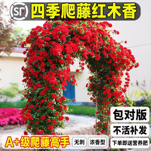四季爬藤红木香无刺耐寒浓香盆栽
