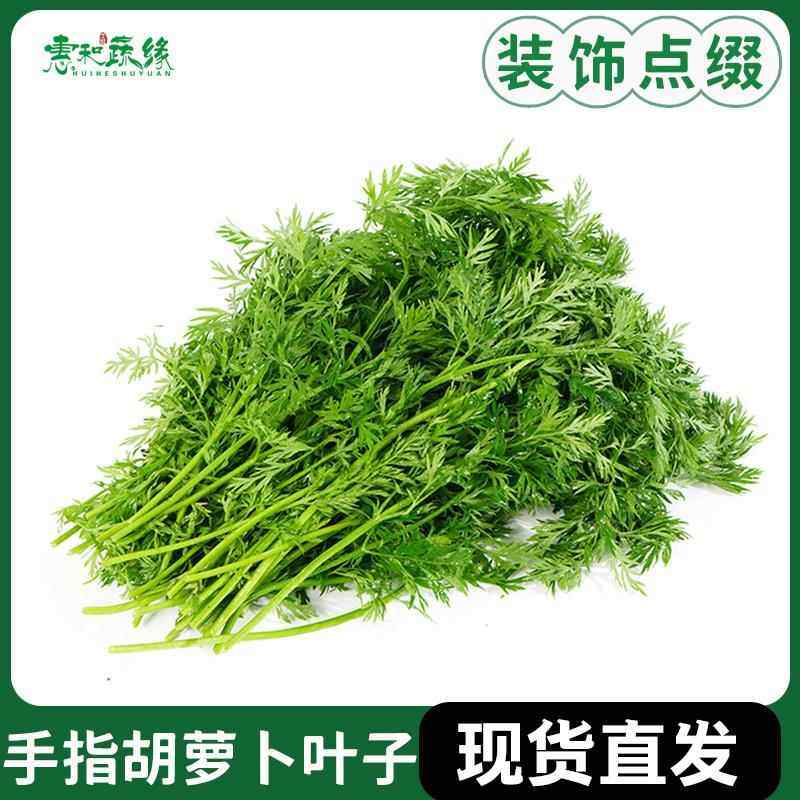 新鲜手指萝卜叶子 胡萝卜叶 烘焙蛋糕餐厅点缀西餐摆盘装饰花草