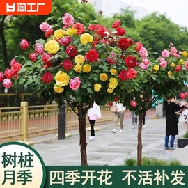 树状月季花苗特大花盆栽树桩，庭院嫁接玫瑰，棒棒糖浓香花卉高杆阳台