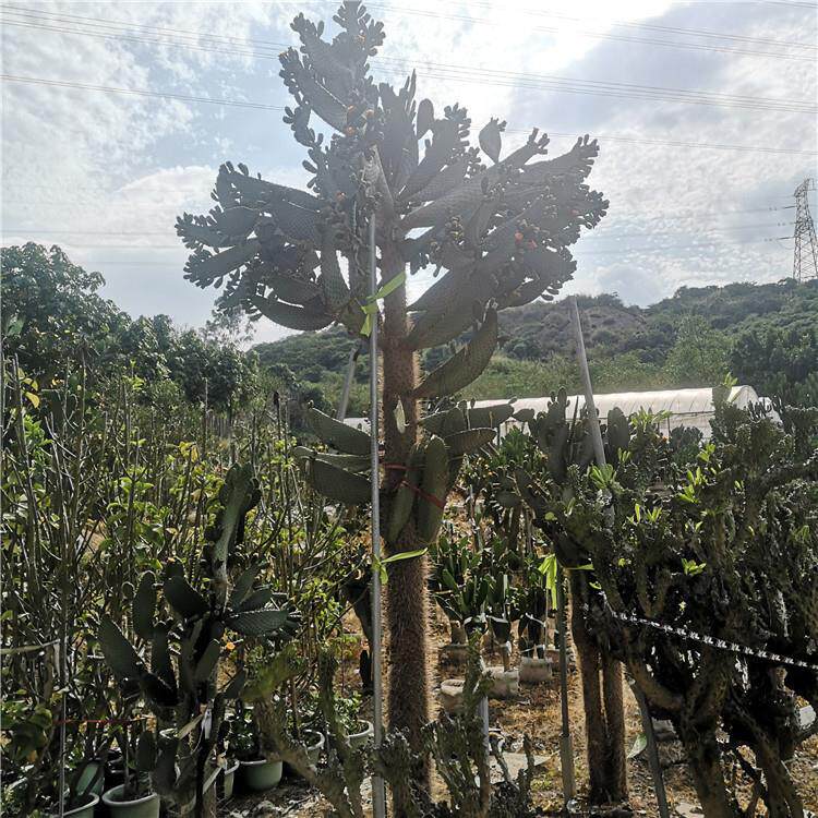 高度2米 多浆植物沙生景观鱼鳞仙人掌 基地欢迎参观 念珠掌