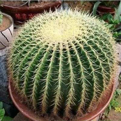 四季常青金琥仙人球多肉植物苗盆栽桌面办公室美观耐寒耐热包邮