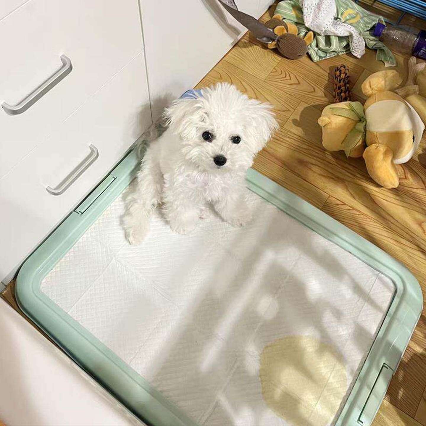 狗厕所小型犬小狗不湿脚防踩屎狗狗厕所大中型犬平板厕所盆便盆
