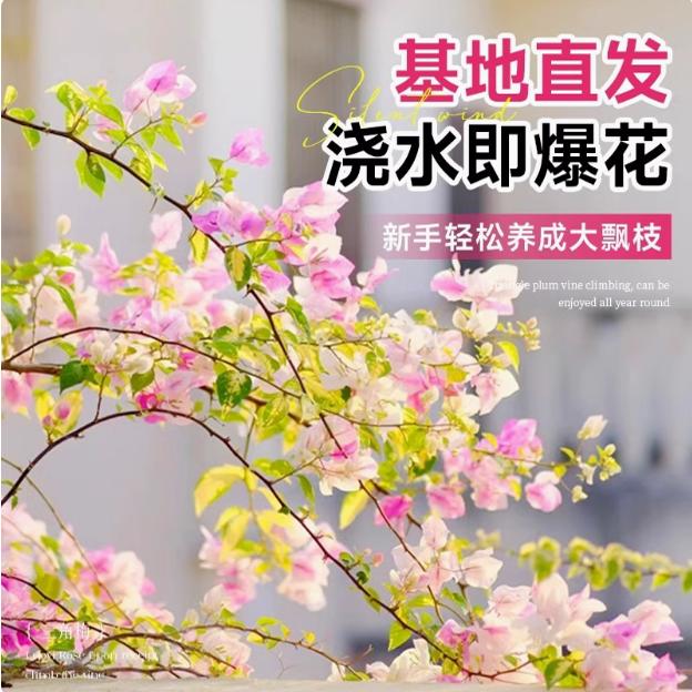 三角梅盆栽带花发货树苗老桩精品四季循环开花阳台庭院爬藤花卉