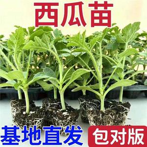 【下单立减50】西瓜苗8424麒麟超甜无籽西瓜秧苗盆栽地栽种植ZP
