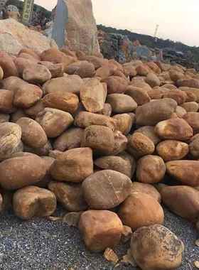 黄蜡AL655274石园假造景黄林石草坪点缀石山鱼池蜡围边石