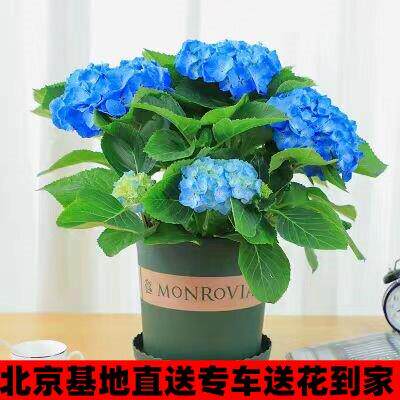 北京同城绣球花苗植物无尽夏好养的花盆栽花卉植物室内易养活