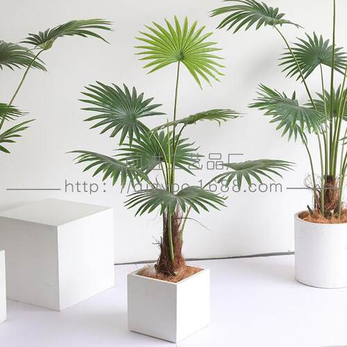 贵妃葵现货植物绿植散尾葵假树盆栽Artificial plant绿植