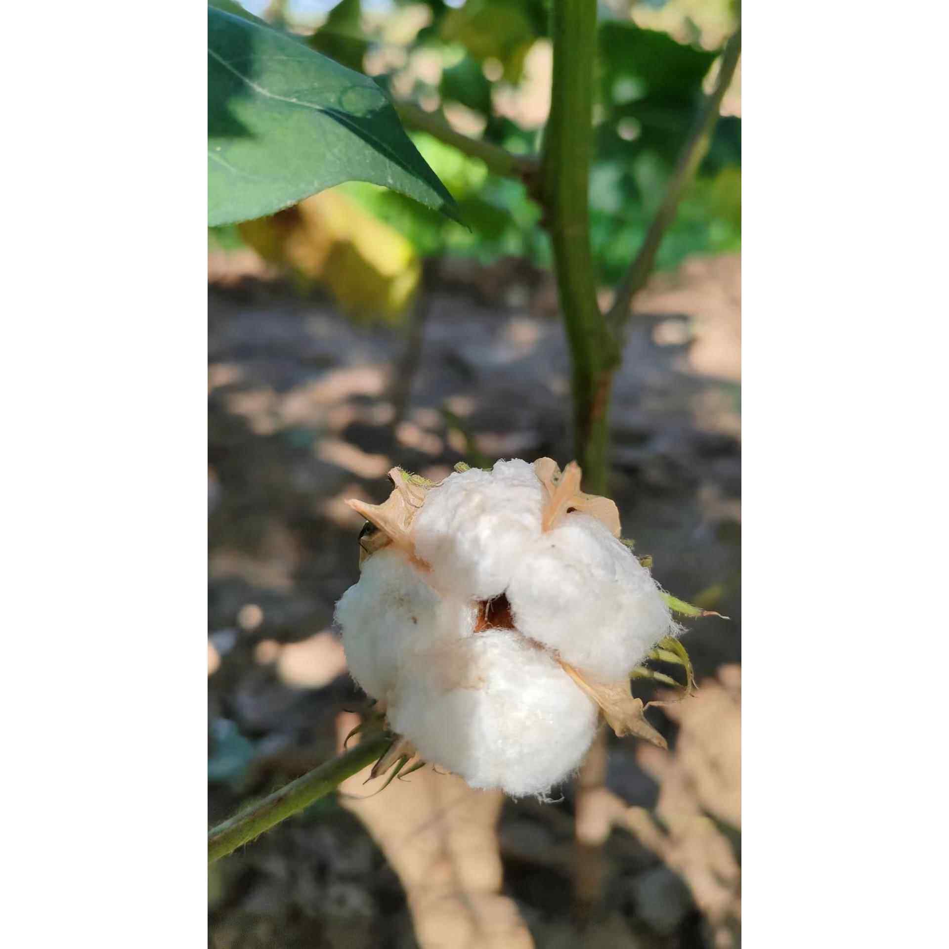 棉花朵 棉花桃带籽带壳棉花结婚生子装饰干棉花头棉朵棉10朵包邮