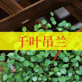 千叶吊兰不可食用多年生地被植物盆栽克拉香草花篮盆栽垂吊观赏