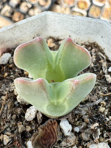 空蝉 肉锥 大眼睛肉锥 双头 大母本 ！一物一拍 标价就是卖