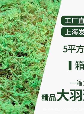 永生苔藓大羽藓植物墙室内植物造景环境装饰人造苔藓绿植苔藓草坪
