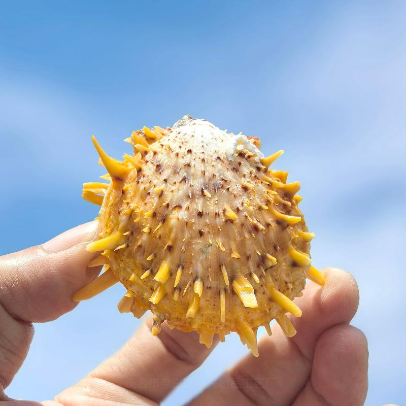 天然海贝海螺金黄菊蛤刺蛤鱼贝缸水族造景家居工壳艺品装饰品摆件
