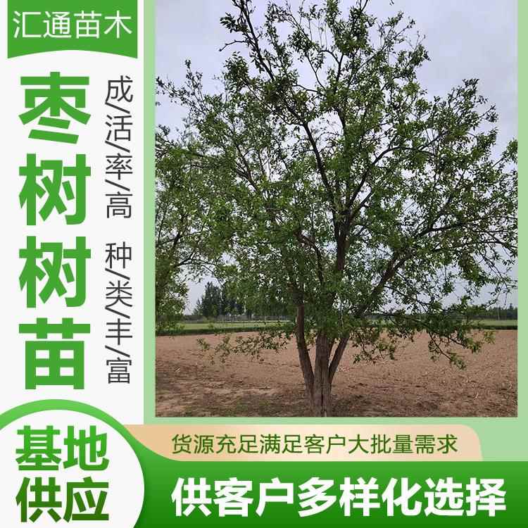 枣树占地绿化景观老枣树活苗南方北方种植当年结果厂家现货供应