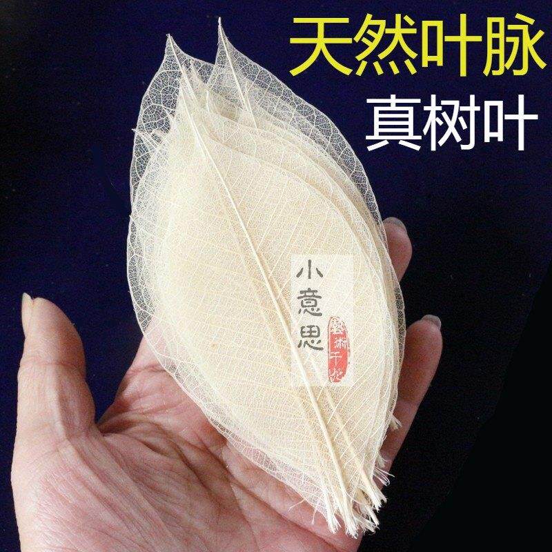 天然树叶 橡胶叶 真树叶脉络干花 植物永生花盒标本书签原色100片