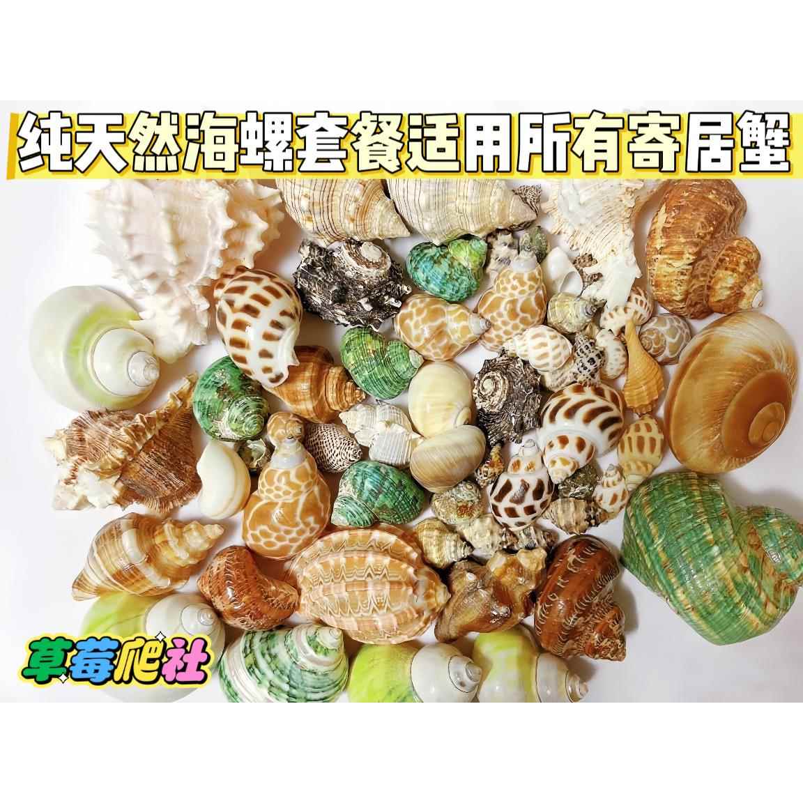 海螺贝壳工艺品寄居蟹卷背鱼家居地台鱼缸造景装饰品小摆件香螺