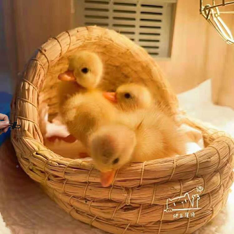 小鸭子的窝冬暖夏凉宠物鸡睡觉的草窝鸡鹅躲避屋房子柯尔鸭专用窝