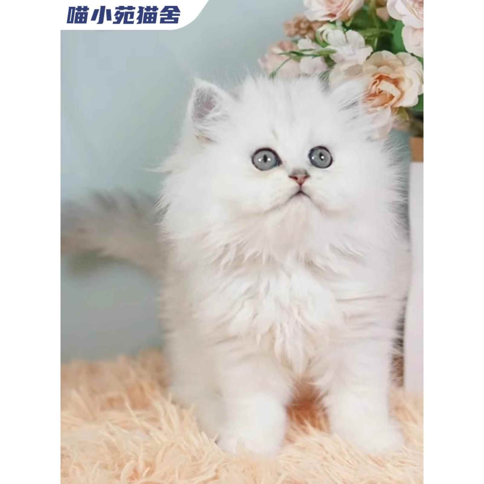 纯种金吉拉猫宠物猫咪布偶猫缅因猫卷毛德文猫蓝猫暹罗猫层渐金 宠物/宠物食品及用品 猫咪 原图主图