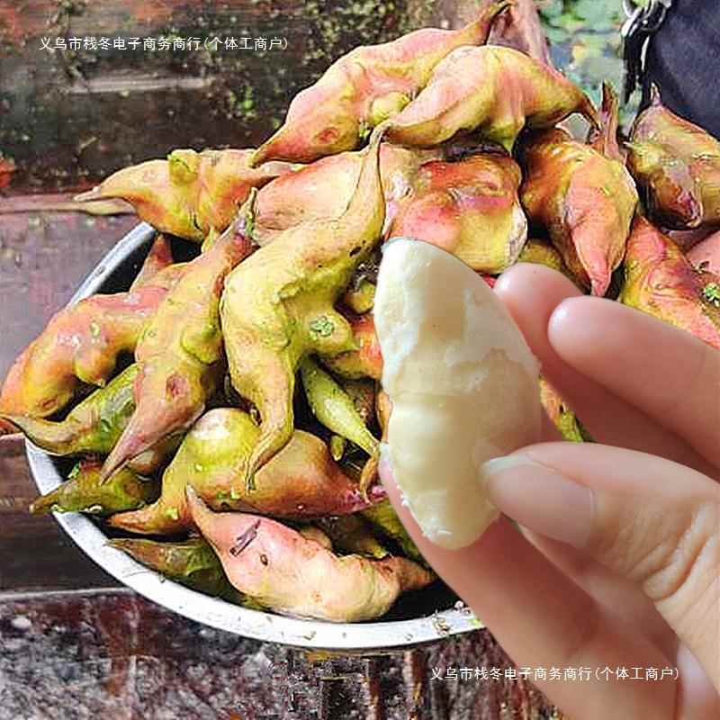 老菱角新鲜大果湖南现摘粉糯莲角生吃水果蔬菜非洪湖红凌零角包邮