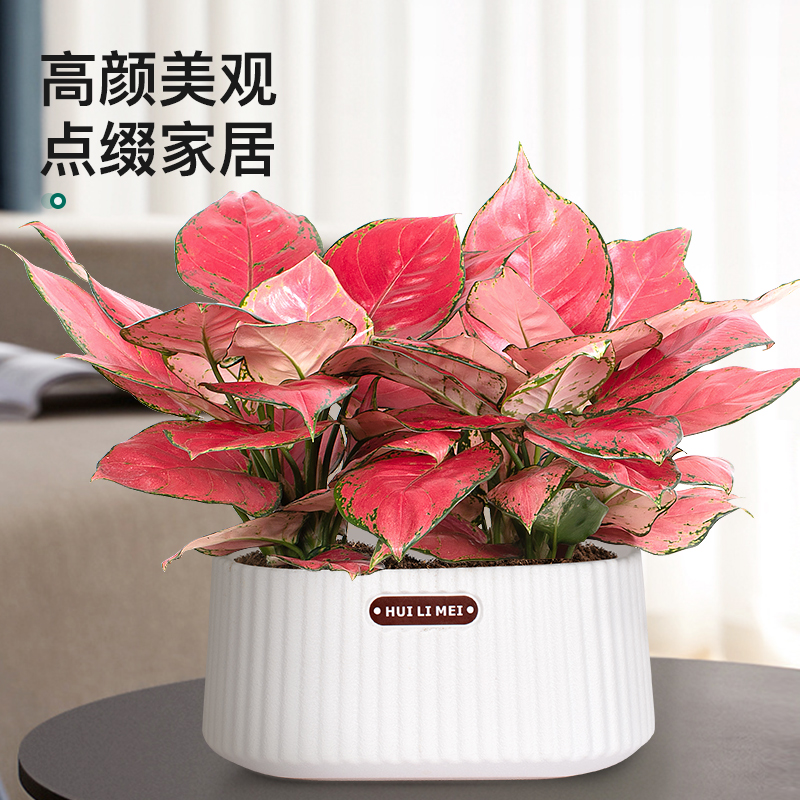吉利红水培植物如意皇后大颗客厅办公室内好养桌面四季花卉小盆栽
