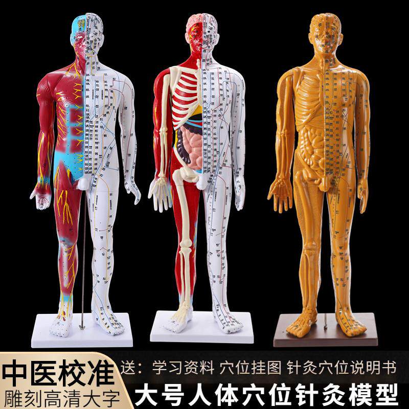 中医人体针灸穴位模型经络铜人小人按摩教学教具男模85cm大号家用