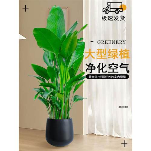 天堂鸟盆栽客厅室内好养大型花卉绿植办公室轻奢绿色植物鹤望兰