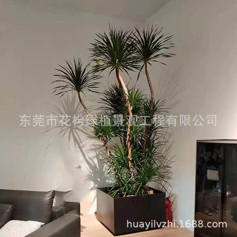 仿真铁树假盆栽巴西龙血树绿植商场植物红铁血树酒店落地盆景摆件
