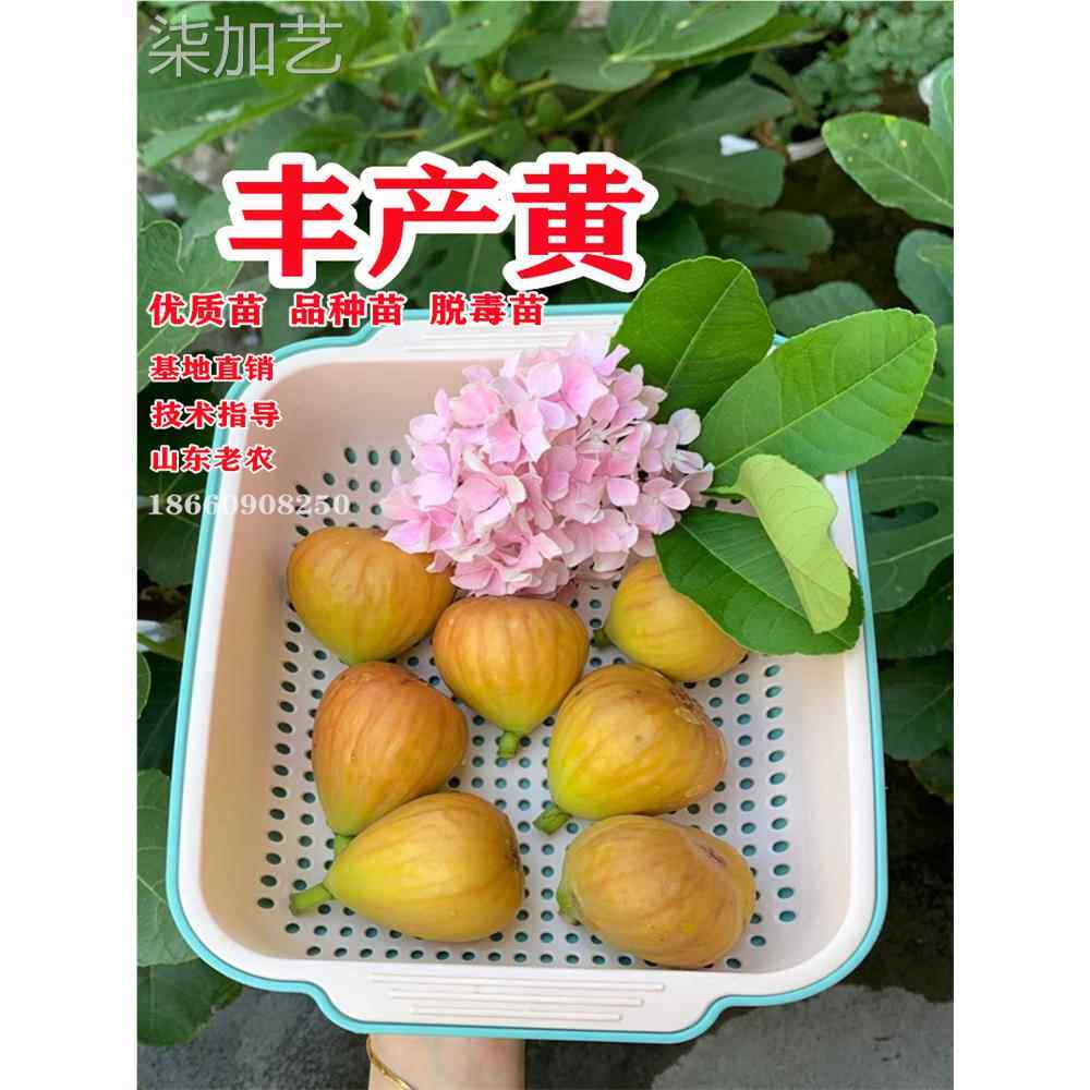 丰产黄无花果树苗南北方庭院地栽盆栽四季种植特大果树苗当年结果