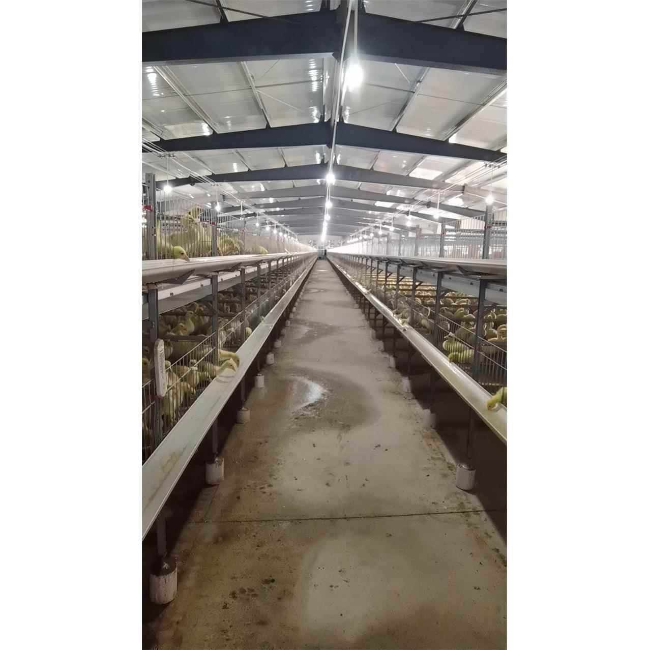 育雏鹅笼双层网床2层叠式养鹅笼网整栋设计安装不支持在线支付