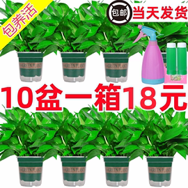 绿萝盆栽室内植物家用新房，吸除甲醛水培花卉，绿植长藤垂吊大叶绿萝