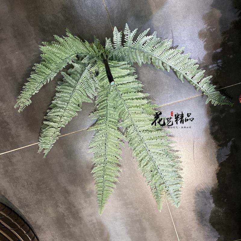 蕨类植物地被波斯草羊齿蕨波斯顿草单只/束蕨田园芒黑骨仿真植物图片