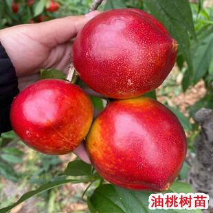早熟油桃树果苗活苗中油4号晚熟脆甜桃树果苗南方北方种植果树苗