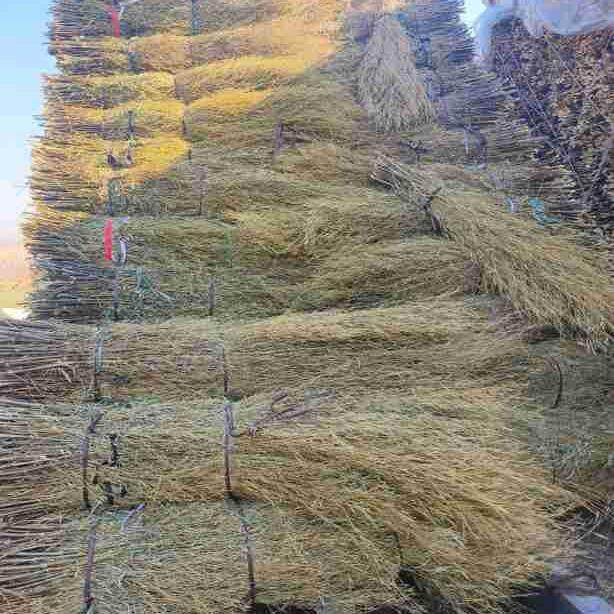 竹扫把原材料金枝竹苗环卫学校工厂扫帚条毛竹落叶老枝户