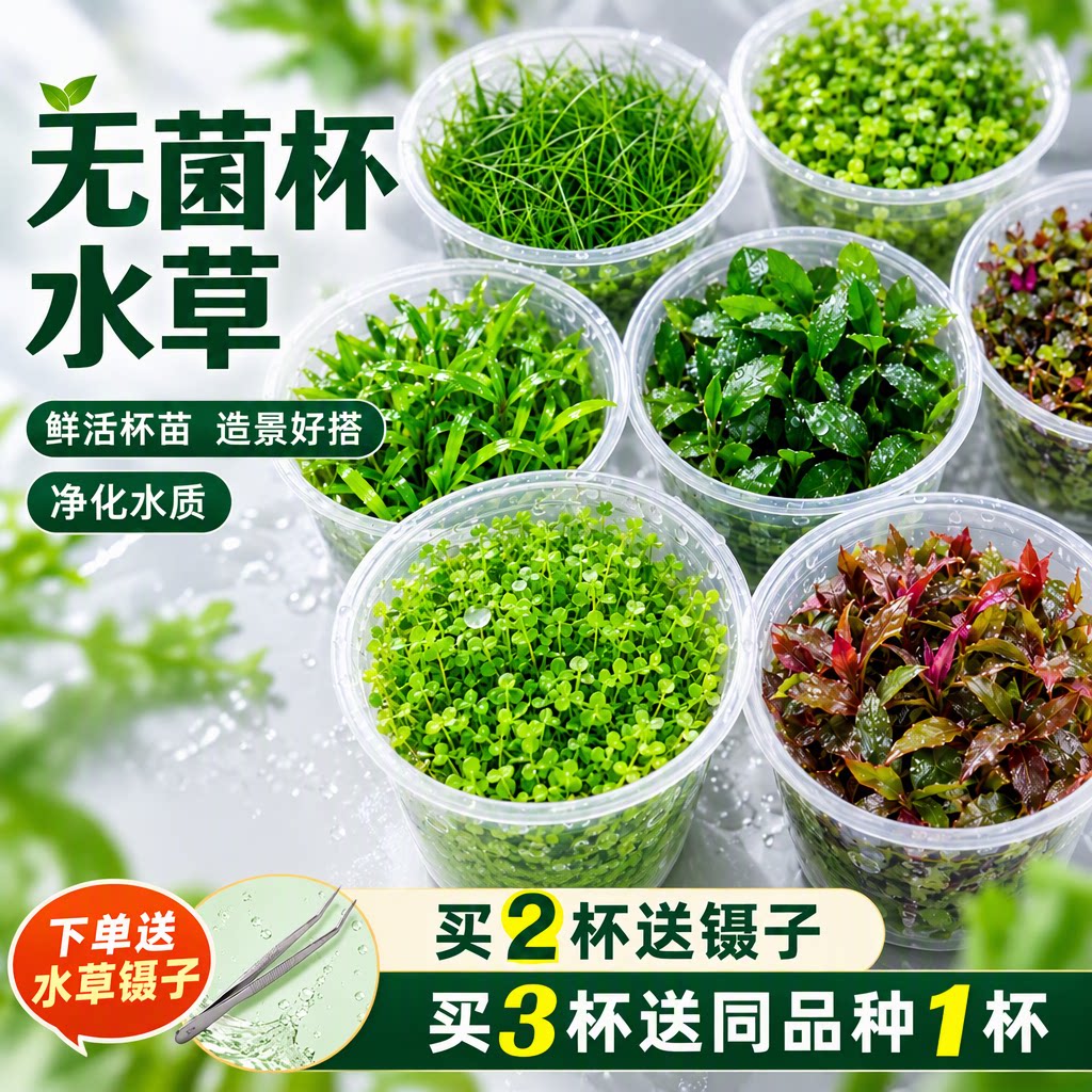 无菌杯鲜活杯苗日本高珍珠水草鱼缸造景净化水质增氧阴性前中后景