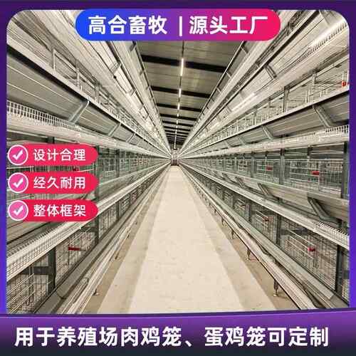 小层叠蛋鸡肉鸡四层雏鸡生产设备全自动收集清理粪便热镀锌养殖场