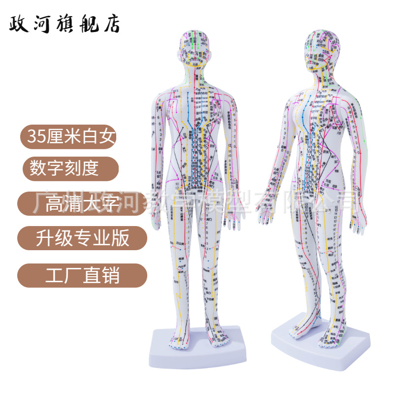 清晰经络穴位穴位穴位针灸模型