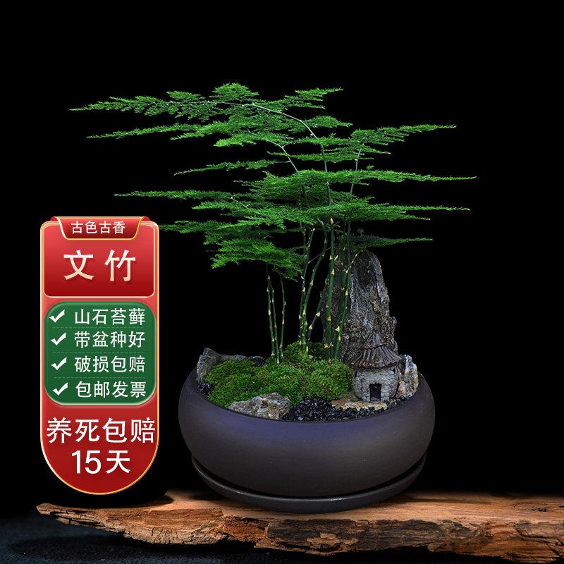 文竹盆栽室内卧室绿植四季好养活办公室桌面植物苔藓造景摆件盆景