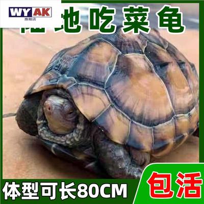 罕见宠物亚巨陆地巨型草龟吃菜龟特大乌龟活物长寿认主蛋龟小龟苗