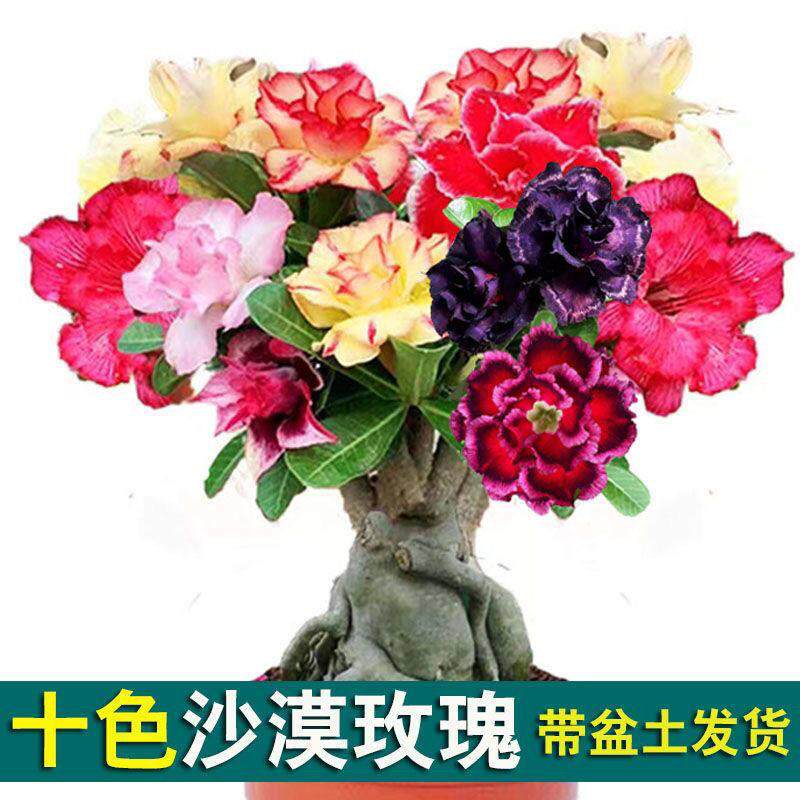 多色重瓣沙漠玫瑰老桩盆栽 四季开花耐旱花卉 喜阳耐旱观叶植物